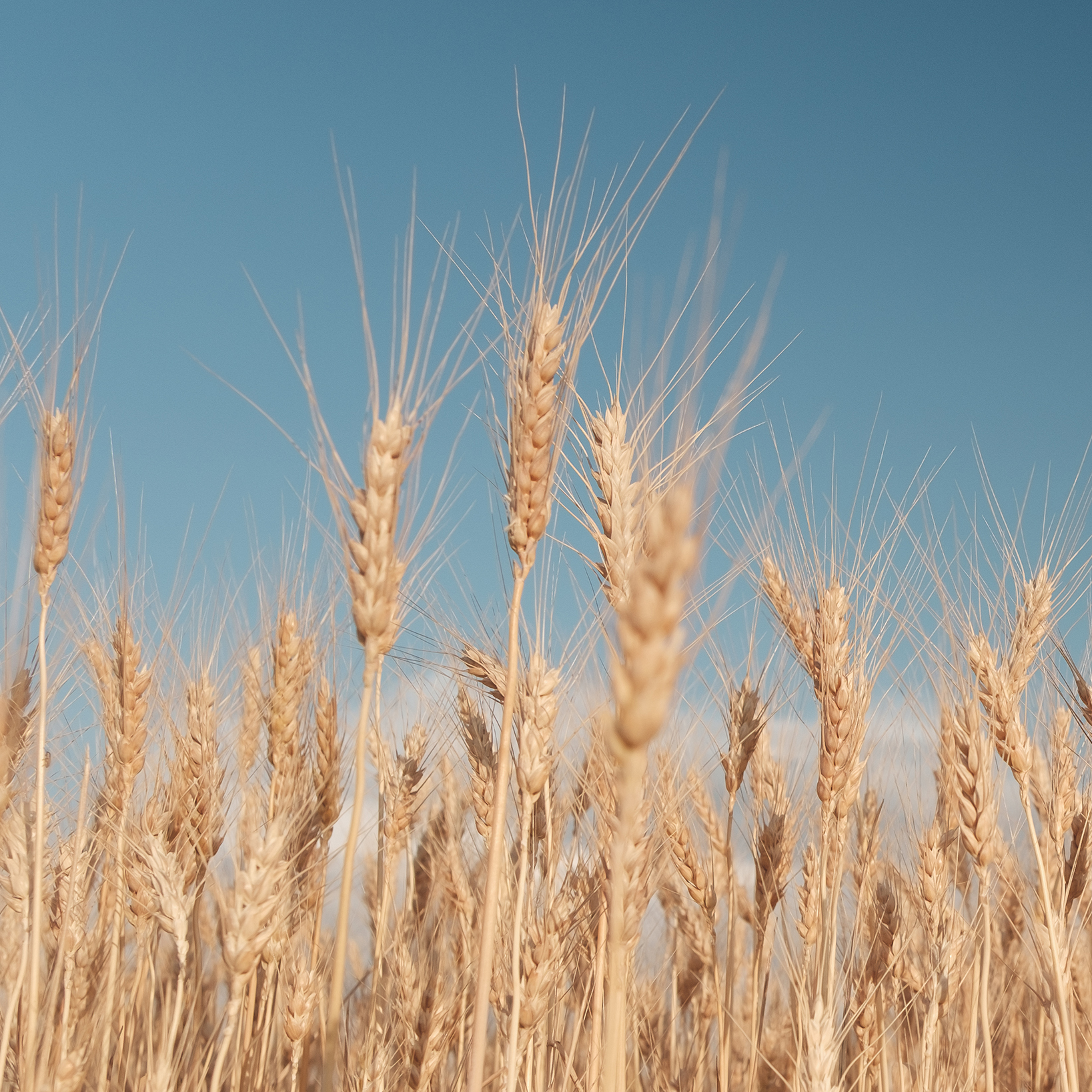 Golden wheat field