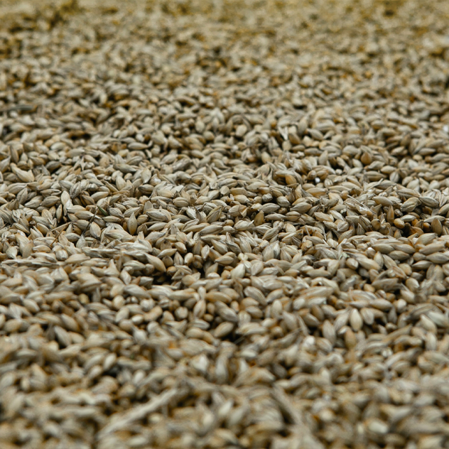 Bulk Barley