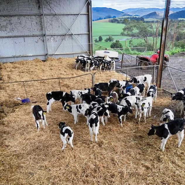 Calf meal