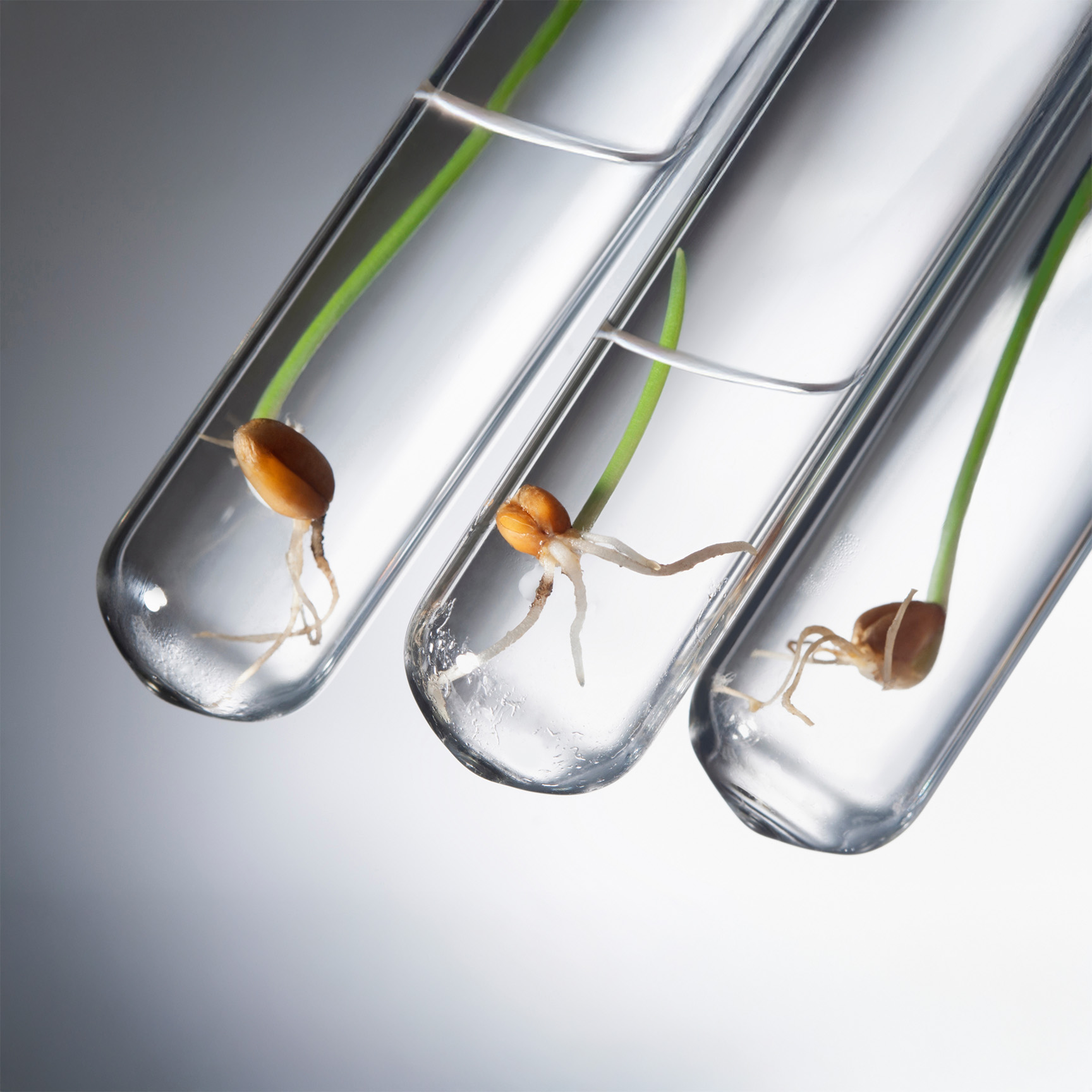 seed in test tube