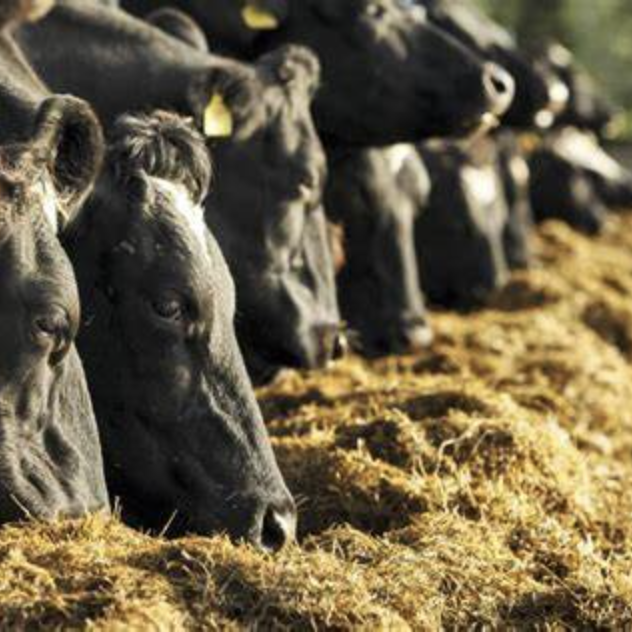 Silage no copyright