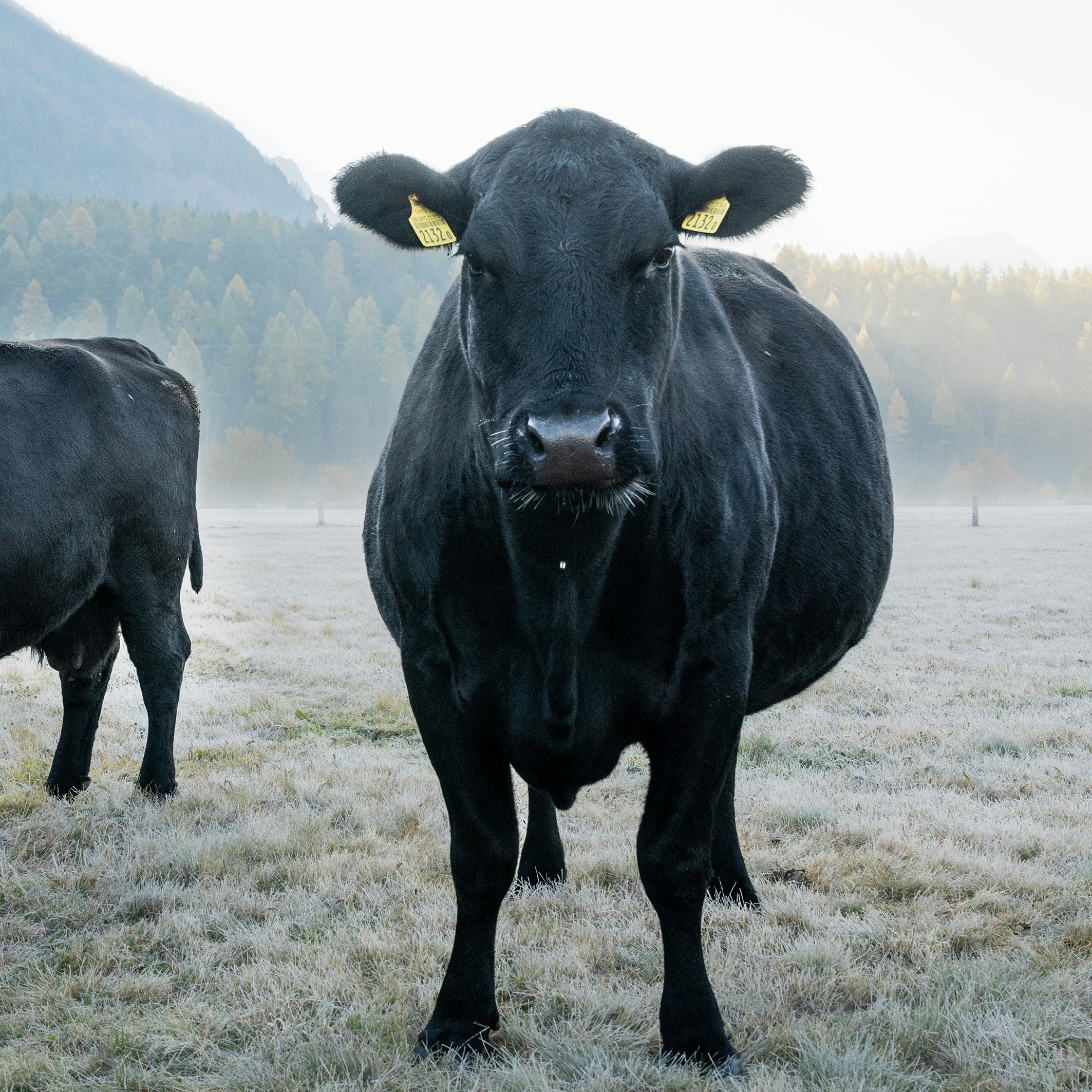 Angus cow