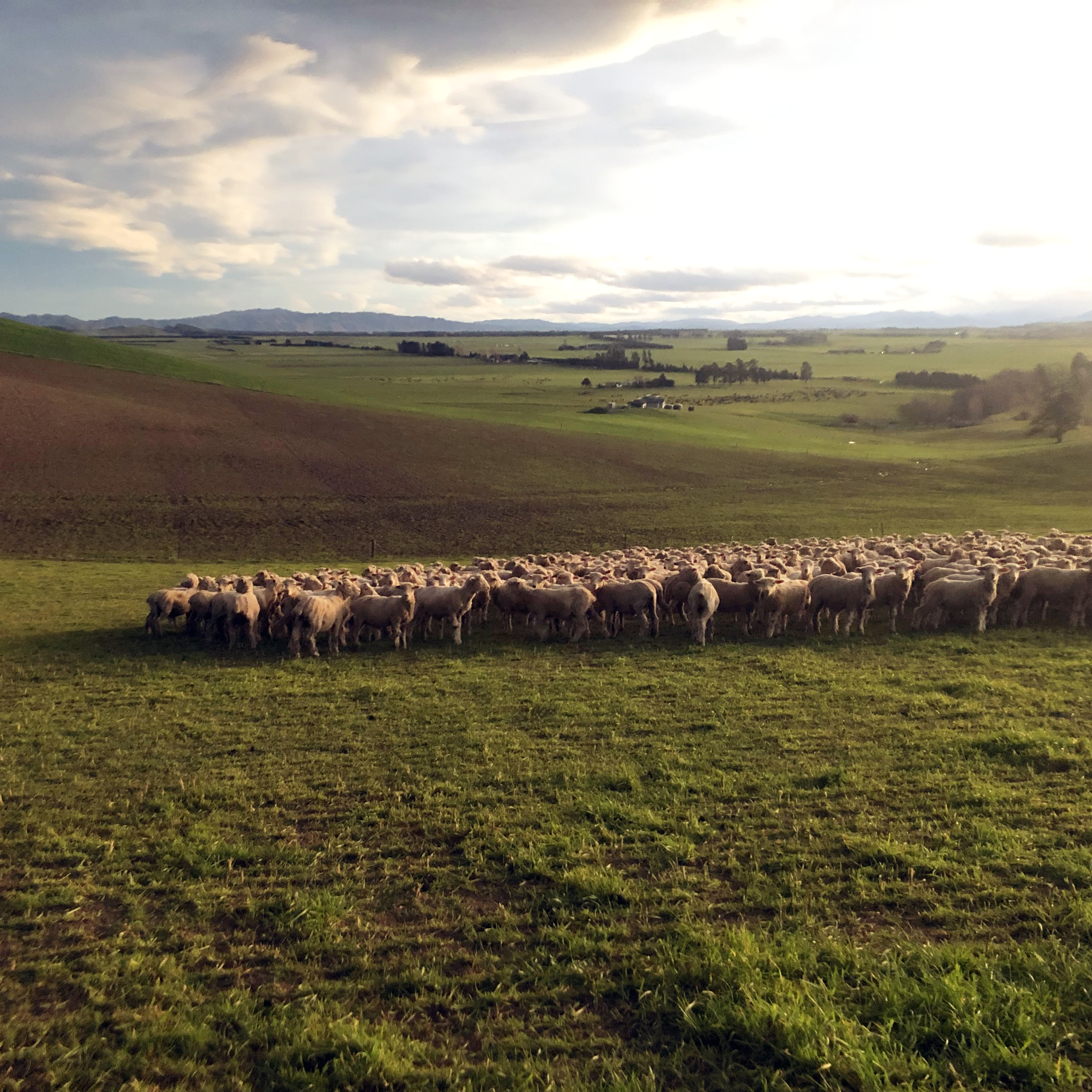Sheep IMG_2785