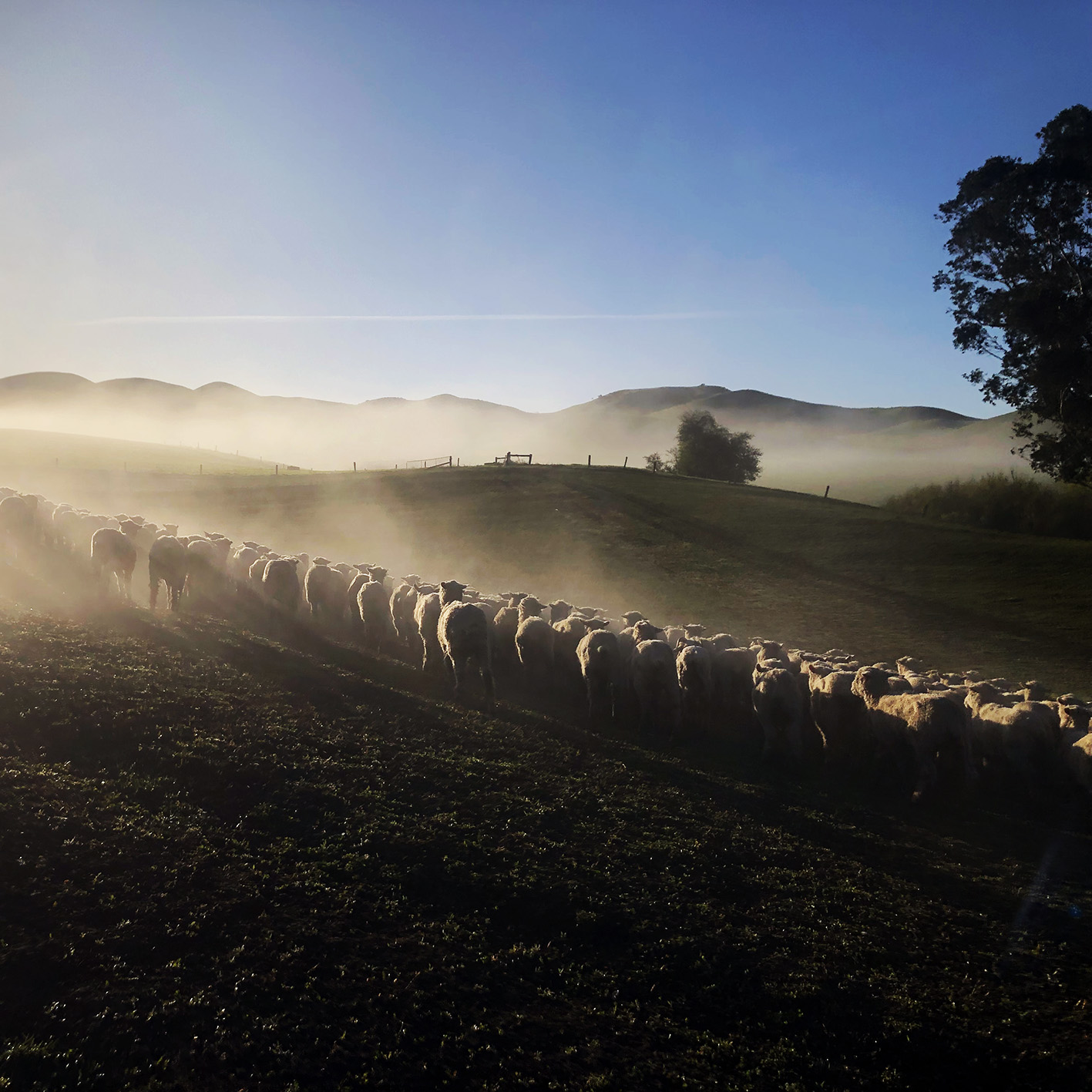 Sheep Supp Feed small