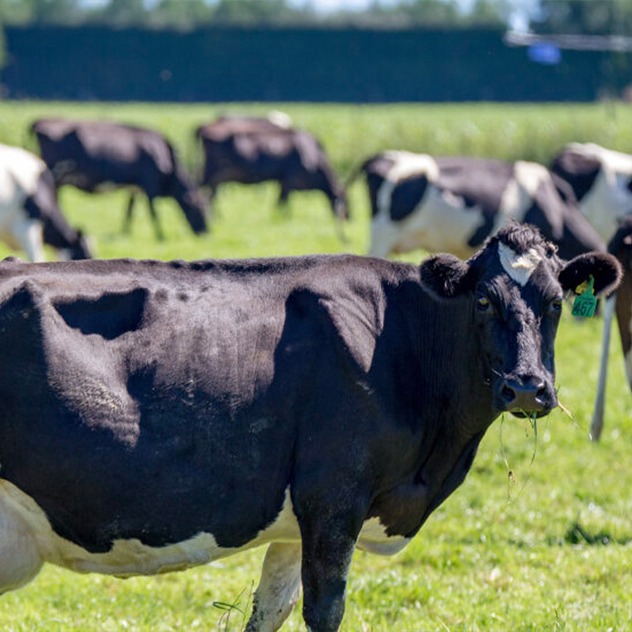 cow-sq